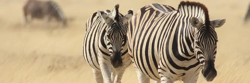 Namibia - das Land der Kontraste 