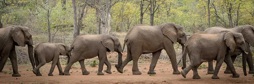 Botswana - Wasser, Wüste & Tiere