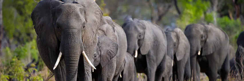 Botswana - Afrikas bestgehütetes Geheimnis – Tierparadies