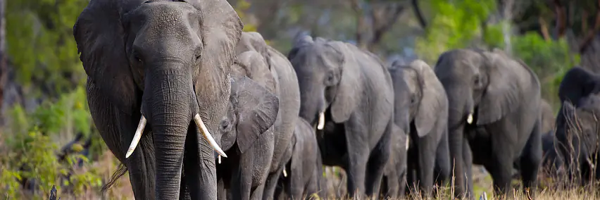 Botswana - Afrikas bestgehütetes Geheimnis – Tierparadies