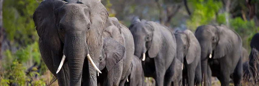 Botswana - Afrikas bestgehütetes Geheimnis - Tierparadies 