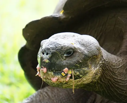Galapagos_SantaCruz_Schildkroete_c_Eva_Fuchs_s.jpg
