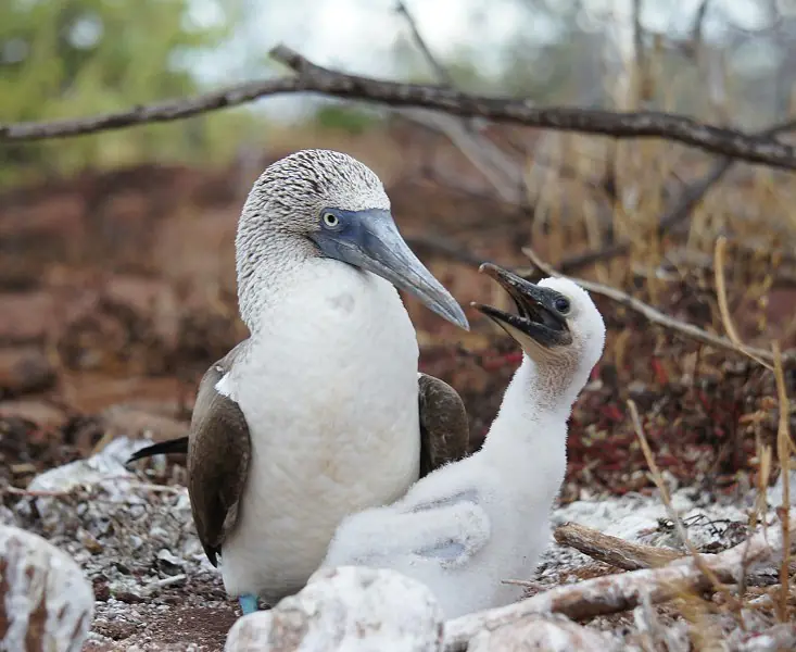Galapagos_SeymourNorte_Blaufusstoelpel_c_Eva_Fuchs (2)_s.jpg