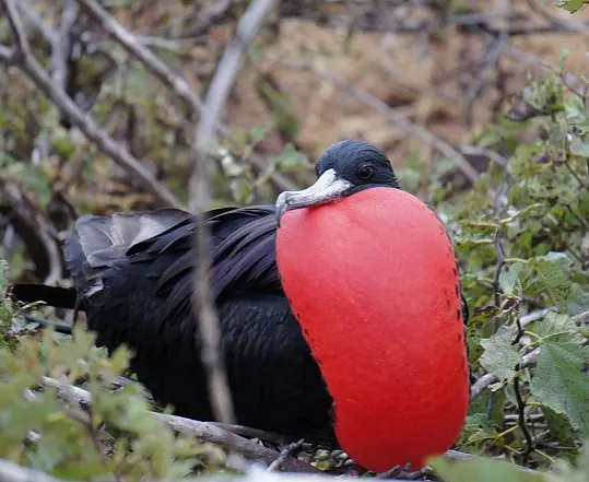Galapagos_SeymourNorte_Fregattvogel_c_Eva_Fuchs_s.jpg