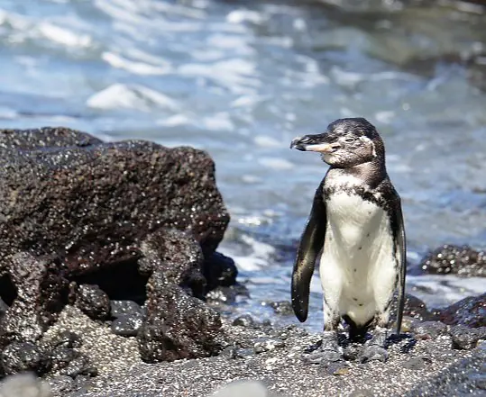 Galapagos_Isabela_Pinguin_c_Eva_Fuchs_s.jpg