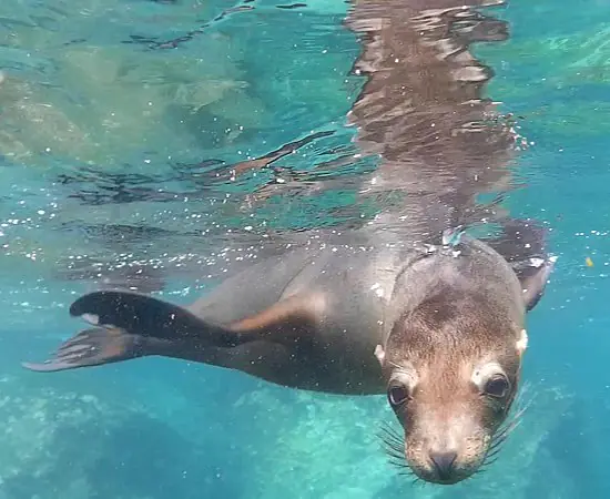 Galapagos_Schnorcheln_Seeloewe_c_Eva_Fuchs_s.jpg