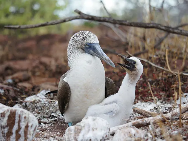Ecuador und Galápagos mit Exklusiv-Charter