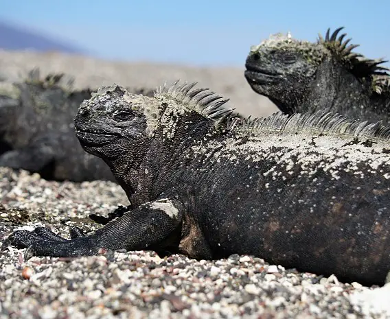 Galapagos_Fernandina_Meerechse_c_Eva_Fuchs_s.jpg