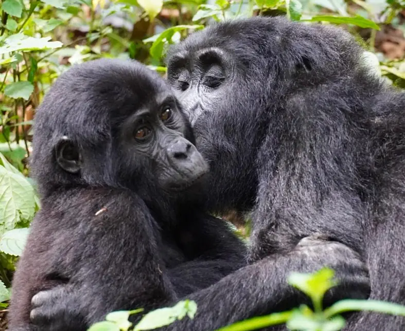 Safari_Uganda_Bwindi_Gorilla.jpg