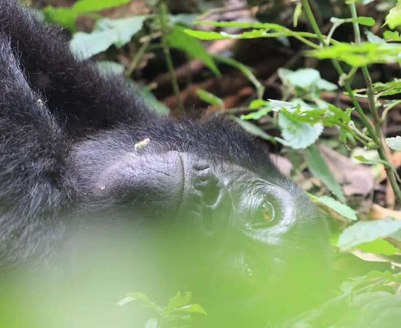 Safari_Uganda_Bwindi_Gorilla_3.jpg