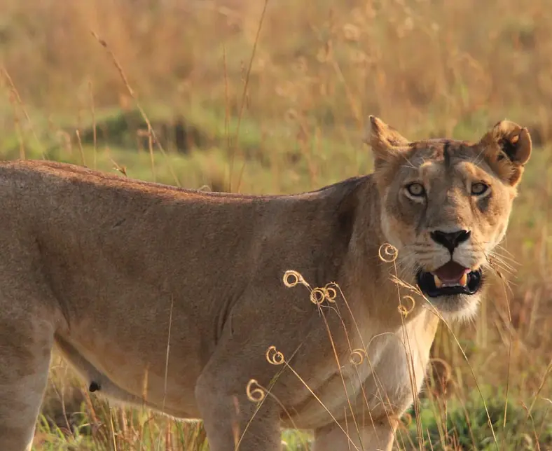 Safari_Uganda.jpg