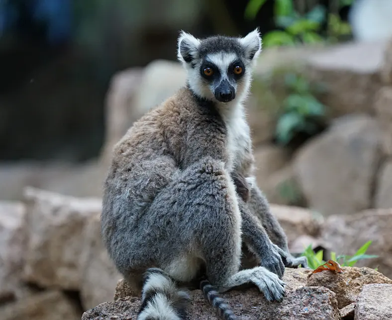 Bricks-Travels-Madagaskar-Lemur.png