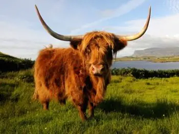 Schottland