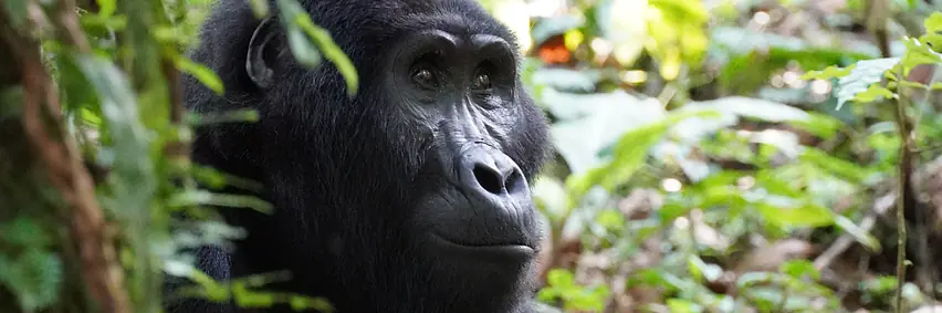 Gorillas, Kaffee & Community - eine Reise durch Uganda