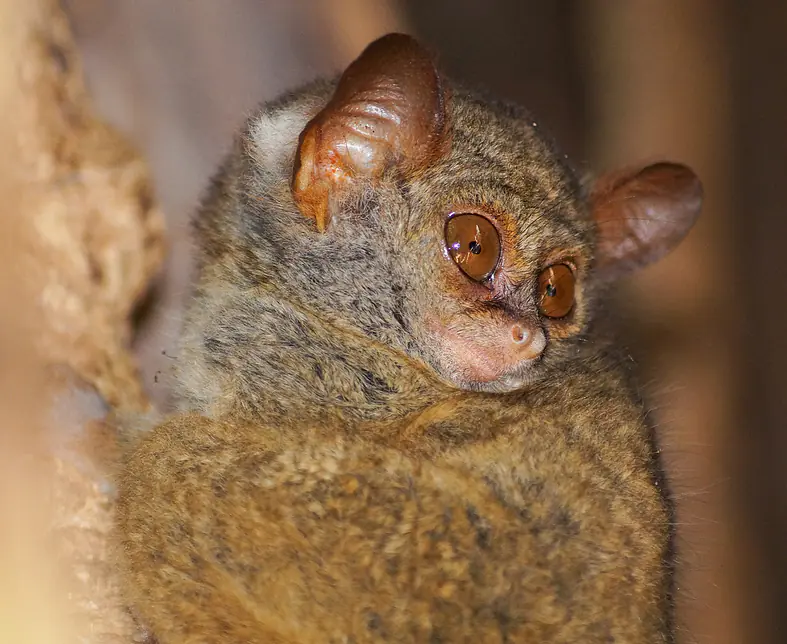 37 Nord Sulawesi Indonesien Koboldmakis BEDH-2.jpg
