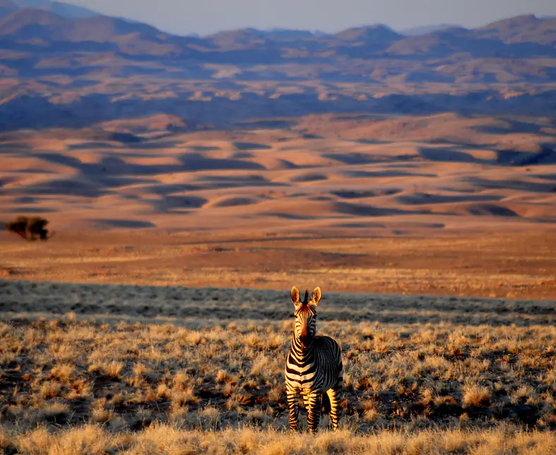 Zebra_Namibia-Experience.JPG