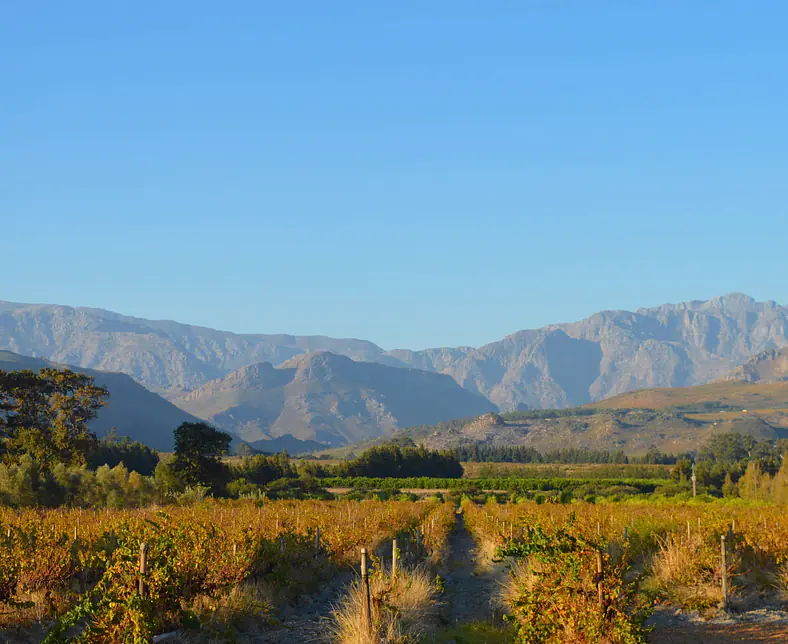 Winelands_SA-Experience.JPG