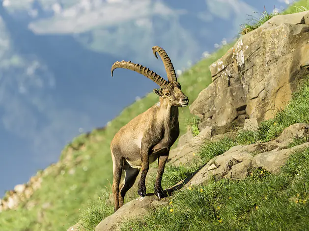 Steinbock-Trek