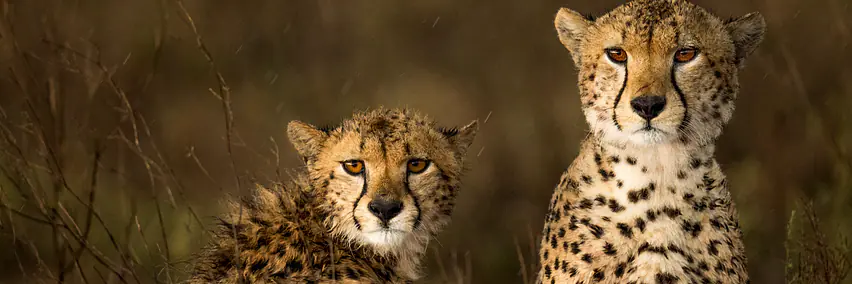 Tanzania - Die Seele Afrikas – Safari & Zanzibar	