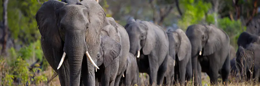 Botswana - Afrikas bestgehütetes Geheimnis – Tierparadies