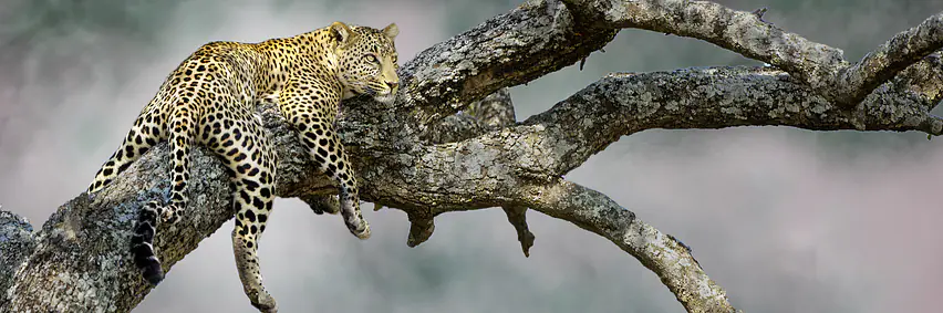 Zambia - Unentdeckte Schätze – Leopardenland