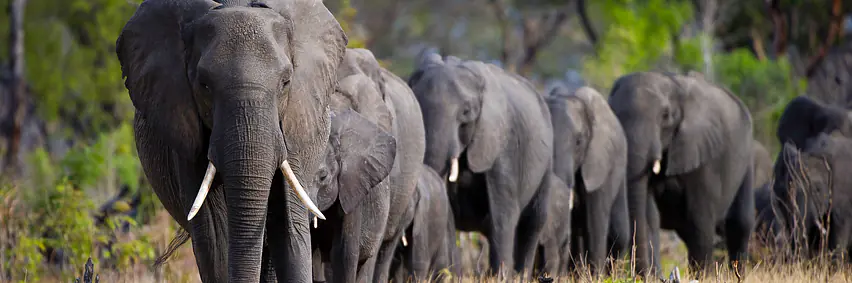 Botswana - Afrikas bestgehütetes Geheimnis – Tierparadies