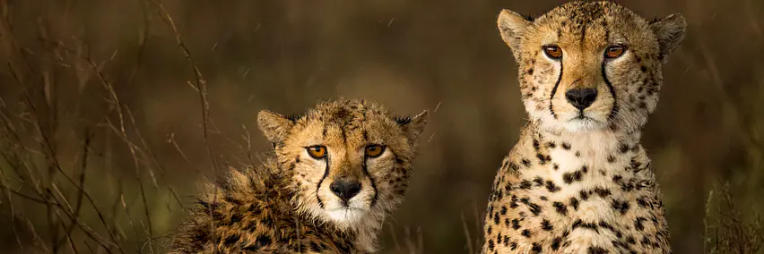 Tanzania - Die Seele Afrikas – Safari & Zanzibar