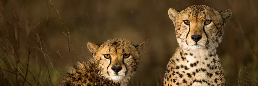 Tanzania - Die Seele Afrikas – Safari & Zanzibar