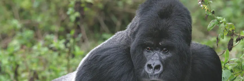 Uganda - Die Perle Afrikas – Gorilla & Schimpansentracking