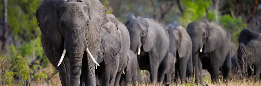 Botswana -Afrikas bestgehütetes Geheimnis – Tierparadies
