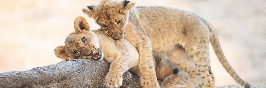 Zimbabw - Eine Welt voller Wunder – Land des Staunens