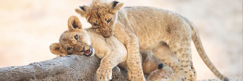 Zimbabwe - Eine Welt voller Wunder – Land des Staunens