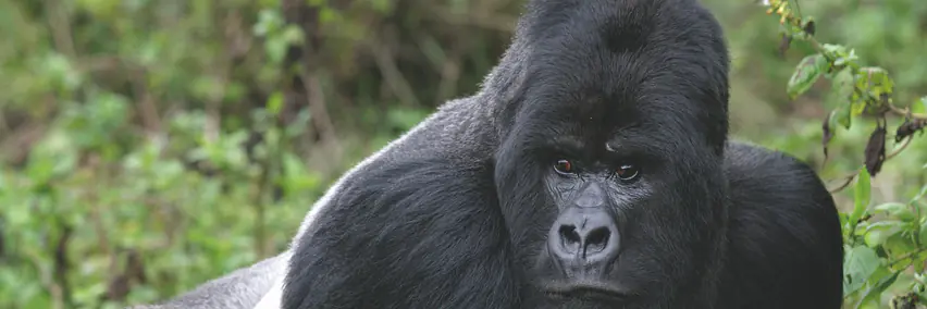 Uganda - Die Perle Afrikas – Gorilla & Schimpansentracking