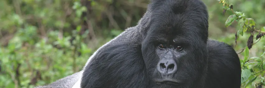 Uganda - Die Perle Afrikas – Gorilla & Schimpansentracking