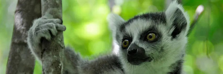 Madagaskar - Verstecktes Paradies – eine andere Welt		