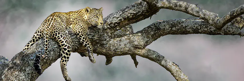 Zambia - Unentdeckte Schätze – Leopardenland