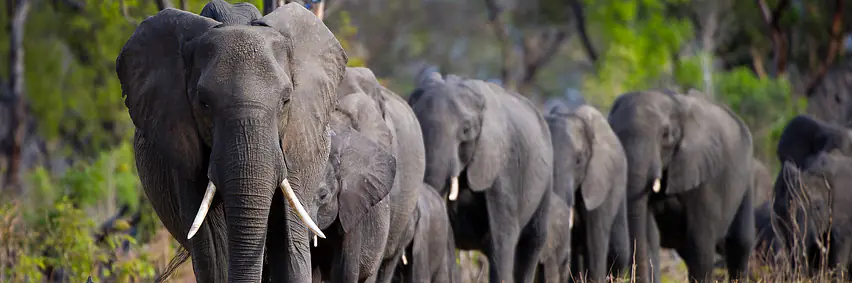 Botswana - Afrikas bestgehütetes Geheimnis – Tierparadies