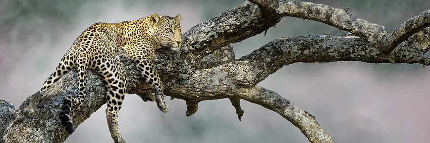 Zambia - Unentdeckte Schätze – Leopardenland