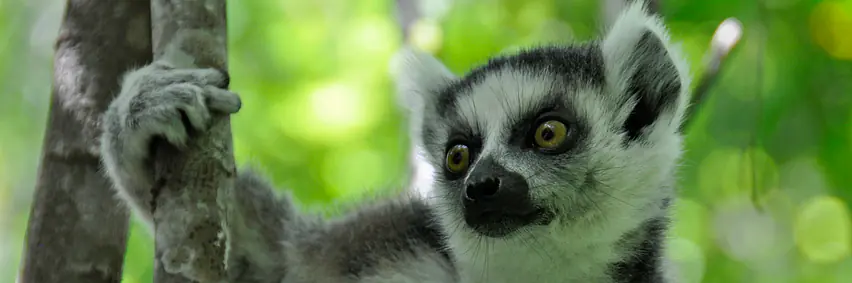 Madagaskar - Verstecktes Paradies – eine andere Welt