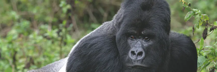 Uganda -Die Perle Afrikas – Gorilla & Schimpansentracking