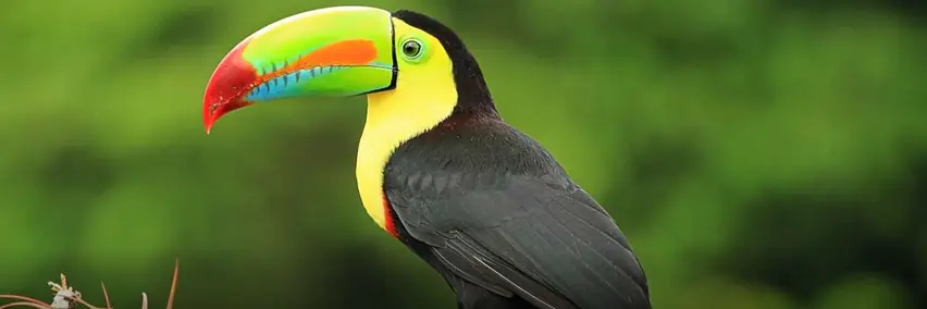 Costa Rica - Zwischen Atlantik & Pazifik