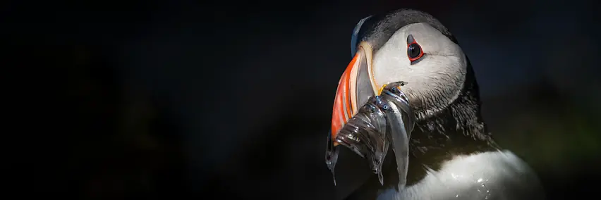 Naturfotografie in Island - ein Fotograf im Hoch und Tief