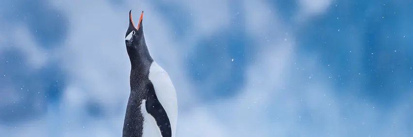 Zwischen Eis, Wind und Regeln - Eine fotografische Reise in die Antarktis