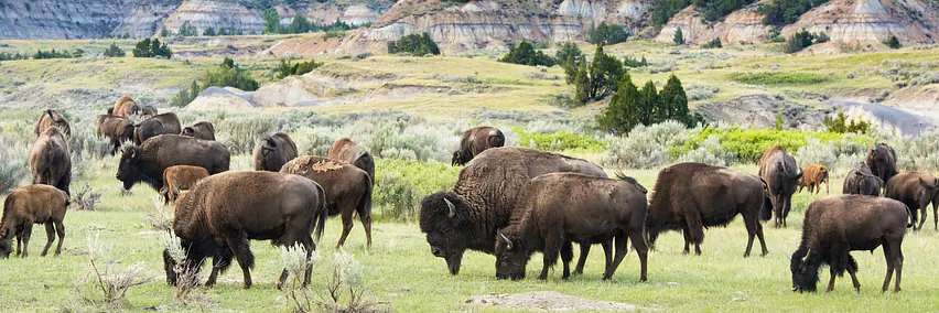 The Great American West