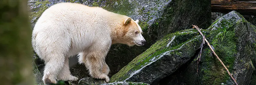 Spirit Bear und Pazifikküste Kanadas