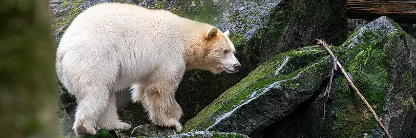 Spirit Bear und Pazifikküste Kanadas