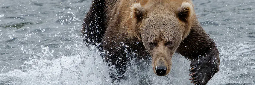 Alaskas Kodiak Island mit Bären
