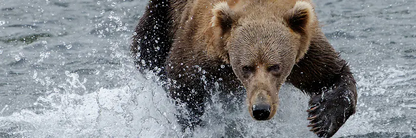 Alaskas Kodiak Island mit Bären