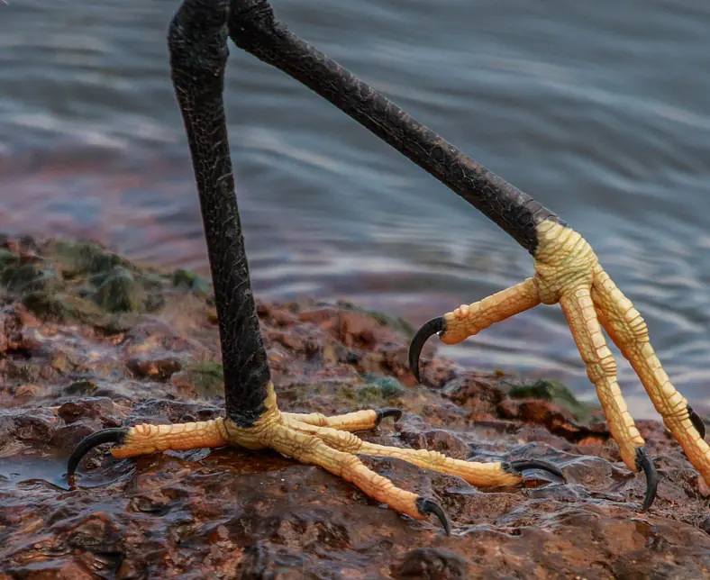 Bird watching Safaris in East Africa.jpg