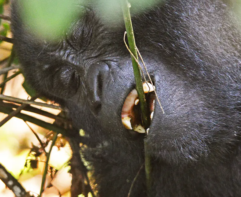 Mountain Gorilla - UGANDA & RWANDA SAFARI.JPG